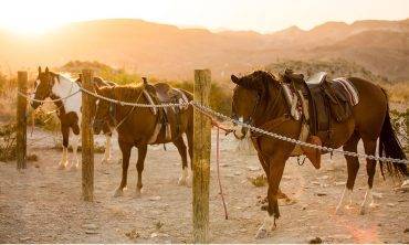 EquestrianHorsesStaged 370x222