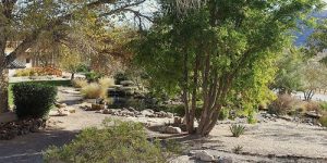 Resized Garden 300x150